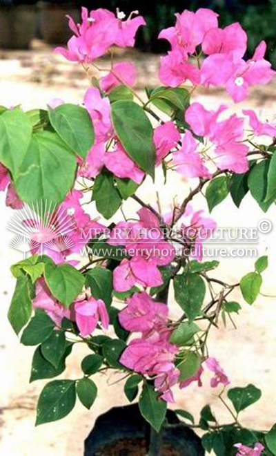 Bougainvillea Poutonii